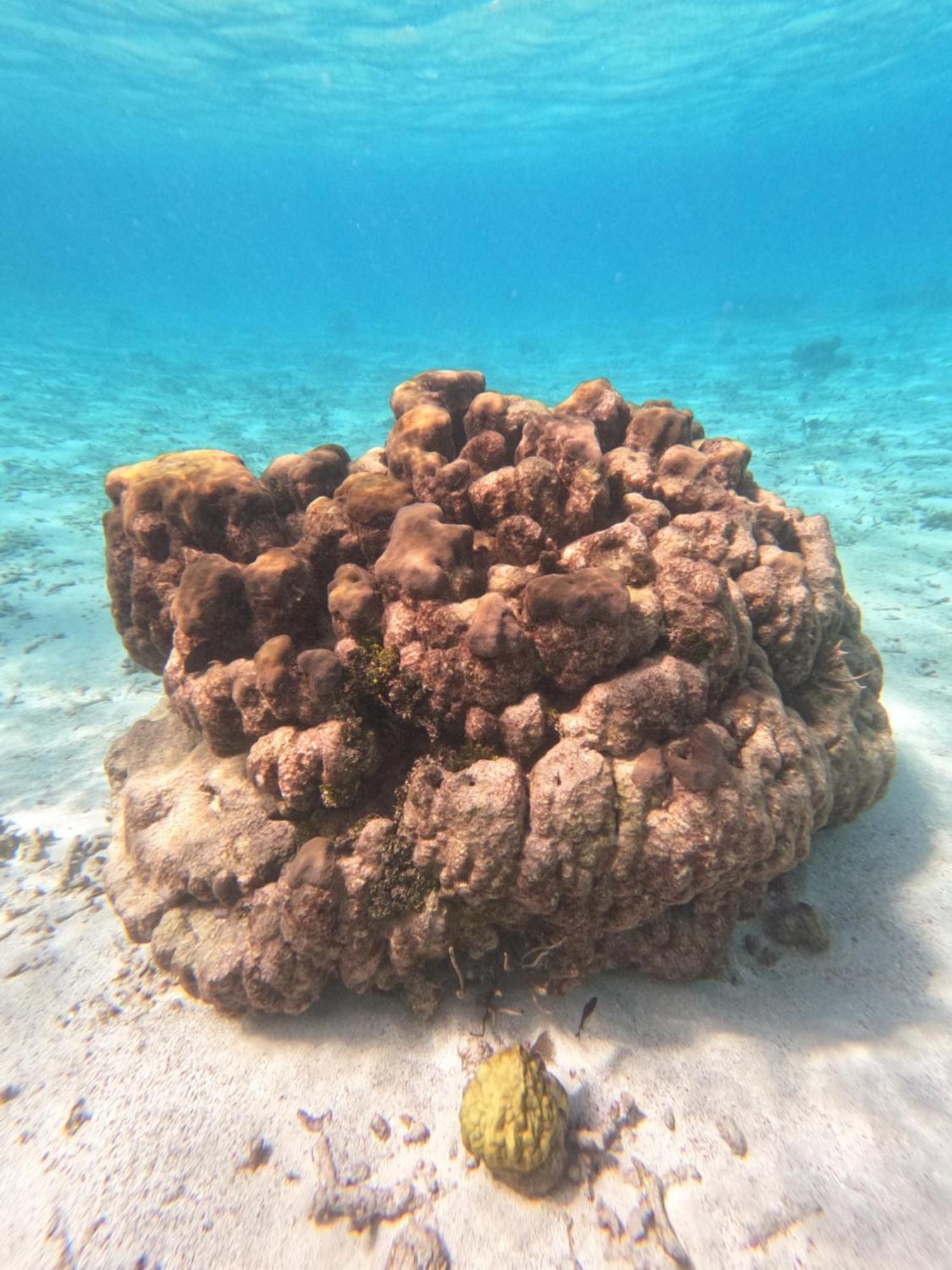 キー・カーカー The Coral Casaヴィラ エクステリア 写真